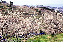 御坊市・美浜町・印南町・みなべ町