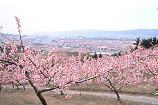 紀の川市